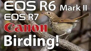 Canon R6 Mark II & R7 Bird Photography