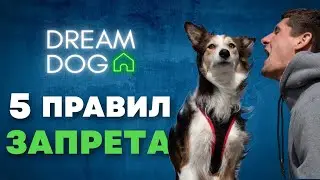 5 правил запрета 🐶 Как научить собаку команде Нельзя 🐕 Приучить щенка слушаться и понимать Фу, Нет 🐩