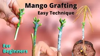 Mango Grafting easy technique for beginners (100 % successfull method)