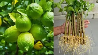 🌿New Ideas Of Propagate Lemon Tree From Cuttings Using Non-Woven Wool Fabric Without Soil❗