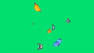 Colorful butterflies flying green screen | Butterfly green screen video