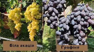 Біла акація та Графіня Калугіна В.М.