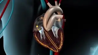 How Does The Heart's Electrical System Work? | Match Health