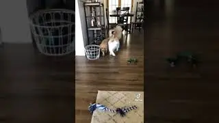 cat.
