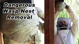 Destroying A Dangerous Wasp Nest - 1st Yellowjacket Nest Removal of 2024. Mousetrap Monday