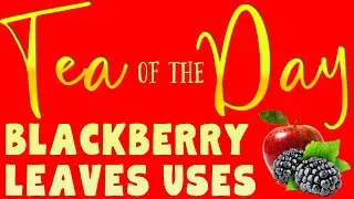 The BENEFITS & USES of BLACKBERRY LEAVES - Tea of the Day #94