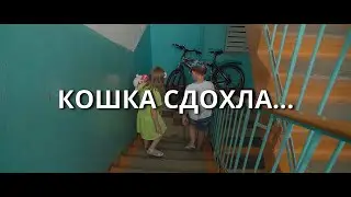 Кошка сдохла