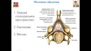 Лекция № 10. Периферическая нервная система. Лекция по гистологии.