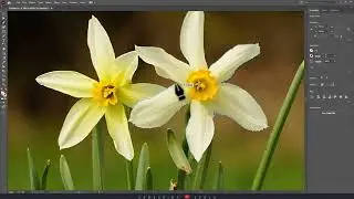 How to Trace an Image in Illustrator Using Pen Tool | Cut Out an Image