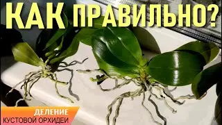 КАК ОТДЕЛИТЬ ПРИСТВОЛОВУЮ ДЕТКУ У ОРХИДЕИ, ОБРЕЗАТЬ РОВНО БУТЫЛКУ И ПОСАДИТЬ НА ФИТИЛЬ - 👍РЕЗУЛЬТАТ👍