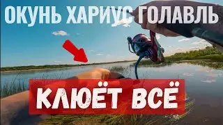 Окунь, хариус и голавль на СЕКРЕТНУЮ ПРИМАНКУ. Клюёт всё!!!