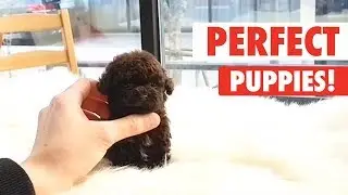 Perfect Puppies | Cute Puppy Video Compilation