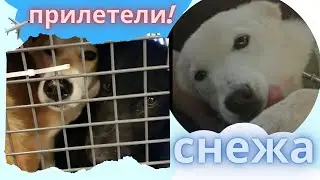 Собака плакала и лизала руки спасителям