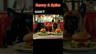 #shorts French Bulldogs at the diner #funny #shortsfeed #shortvideos #frenchbulldog #dog #viral