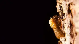 Time lapse of Brood X cicada emerging