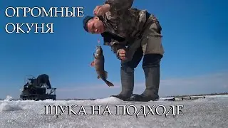 ЛОВИМ ОГРОМНЫХ ОКУНЕЙ И ХОРОШИХ ЩУК