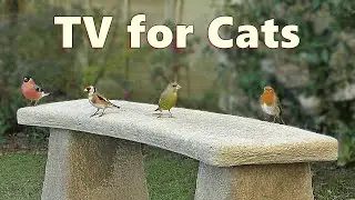 Cat TV Videos ~ Bird Sounds for Cats ⭐ 10 HOURS ⭐