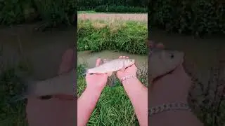 3 Minutes of Reel Fishing With The Natural Sound