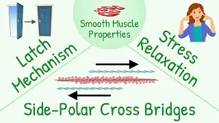 Special Characteristics of Smooth Muscle Contraction as Compared Skeletal Muscle Contraction