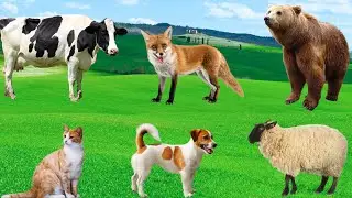 Natural Animal Sounds - Sheep, Cow, Dog, Cat, Fox, Bear - Happy Animals