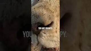 GRUMPY Lion 