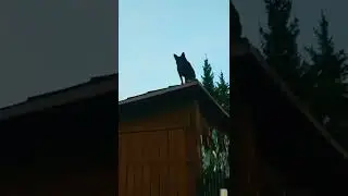 Як він туда заліз ?🐶😂