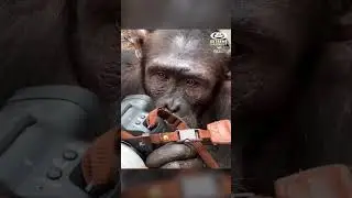 This chimp wants to be a photographer! 🐵📸