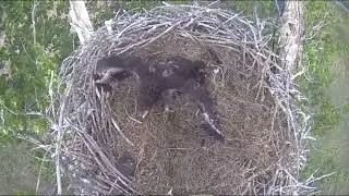 Excel Energy-FSV EC-Raccoon Attacks Eagle Nest-Takes 6 Week Old Eaglet- RIP F45-Both Cams_5.23.22