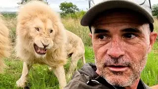 Why is this LION Aggressive? | The Lion Whisperer
