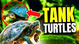 Top 10 Turtles for Your Aquarium