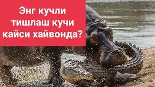 Хамма курсин. Кайси кучли? Энг кучли хайвонлар. 