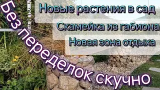 УМЕНЬШАЮ ГАЗОН - СОЗДАЮ ЗОНУ ОТДЫХА С НОВЫМИ РАСТЕНИЯМИ И СКАМЕЙКОЙ ИЗ ГАБИОНА