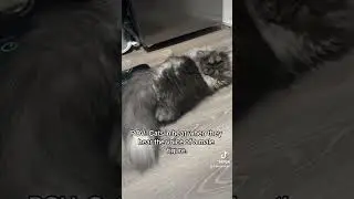 A cat in heat is a cat in need😭#cat #pets #persiancat