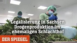 Legalisierung in Sachsen: Drogenproduktion im ehemaligen Schlachthof | DER SPIEGEL