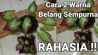 3 Cara Agar Warna Daun 2 Warna Belang Sempurna Aglonema, Janda Bolong, Keladi.