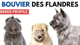 Bouviers des Flandre Breed Profile History - Price - Traits - Bouviers des Flandre Grooming Needs