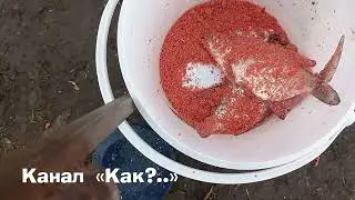 Какие разные кошки!