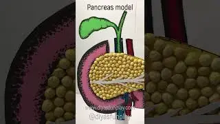 Pancreas paper model - 