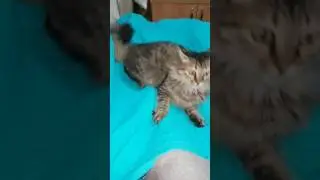 Cat doesn't like the camera