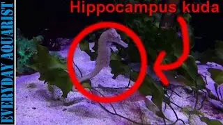 Seahorse Care & Feeding Guide