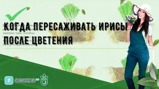 Когда пересаживать ирисы после цветения