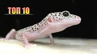 ТОП 10 САМЫХ КРАСИВЫХ ЭУБЛЕФАРОВ