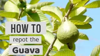 How to Repot  the Guava |  🍈 |  Psidium guajava 'Ruby Supreme' | Pink Guava  // Lovely Garden