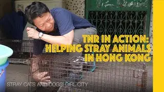 保護遺棄動物系列—TNR in action: Helping stray animals in Hong Kong