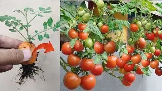 New skills! Grafting a tomatoes tree with tomato fruit in pot