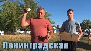 Птичий рынок. Ленинградская. [14.07.2024]