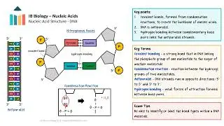 Nucleic Acids [IB Biology SL/HL]