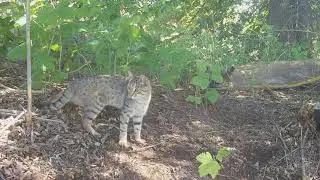 Фантастические коты и выдры Астраханского заповедника