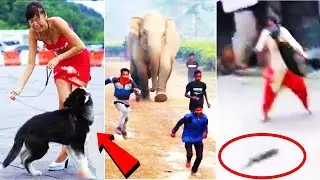 इन जानवरों ने जो किया उसे देखकर आपके भी तोते उड़ जायेंगे|Latest Release Animal Series Caught Part-136