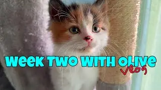 Week Two With Olive - Our New Kitten (vlog)